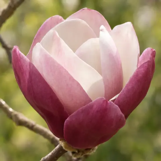 Magnolia 'Satisfaction' — gros plan d'une fleur bicolore épanouie