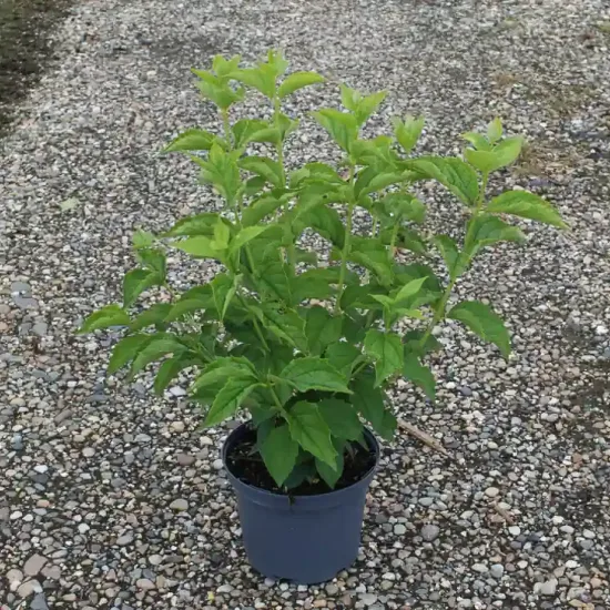 Seringat (Philadelphus coronarius) — Pot 3L, photo 6