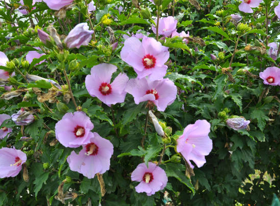 Rose de chine 'surtidos'