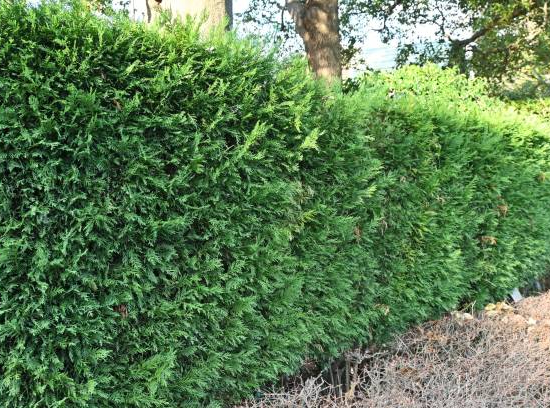 Cyprès de leyland 'Atro'
