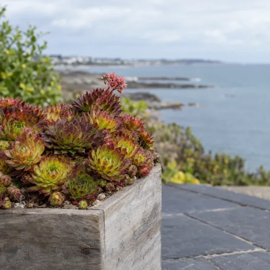 Joubarbe strawberry kiwi 'Chick charms strawberry kiwi' (Sempervivum) — succulente compacte en bac bois devant la mer · Photo d'illustration