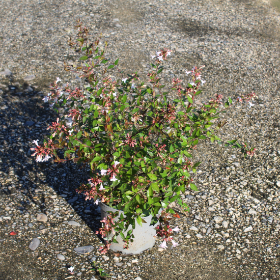 Abelia à grandes fleurs