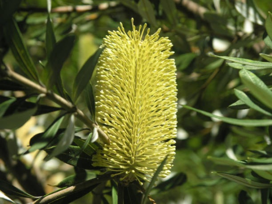 Rince-bouteille  'Widdicombe Gem'
