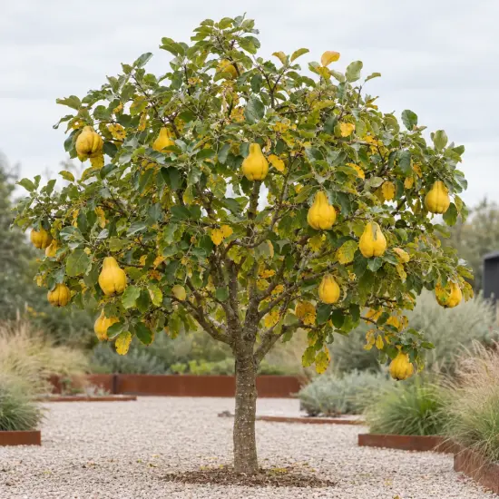 Cognassier 'Portugal' (Cydonia oblonga) — arbre fruitier isolé chargé de gros fruits