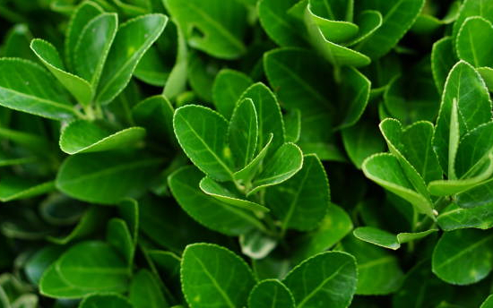 Fusain du japon 'Microphyllus'
