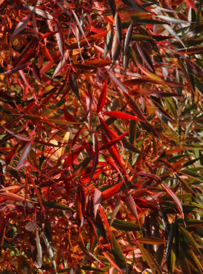 Frêne à feuilles étroites 'Raywood'
