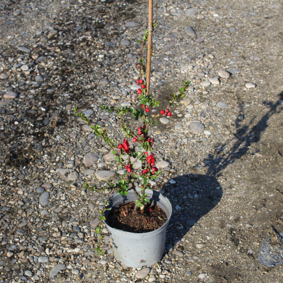 Cognassier à fleurs 'Scarlet storm'