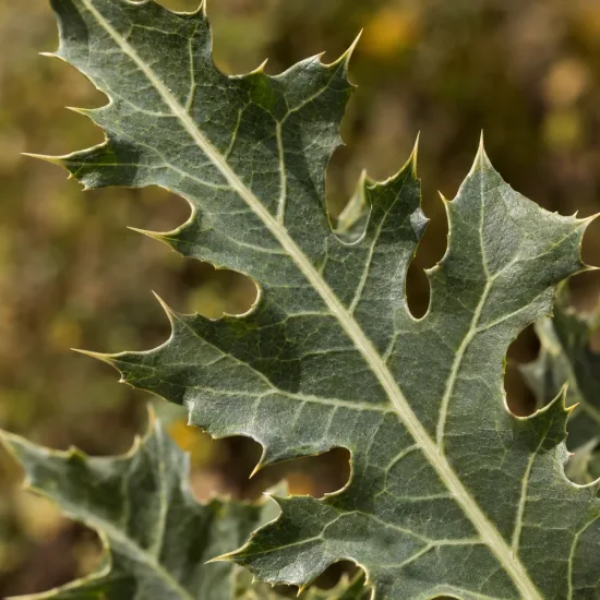 Acanthe d'ethiopie (Acanthus sennii) — gros plan sur feuille dentée nervurée · Photo d'illustration