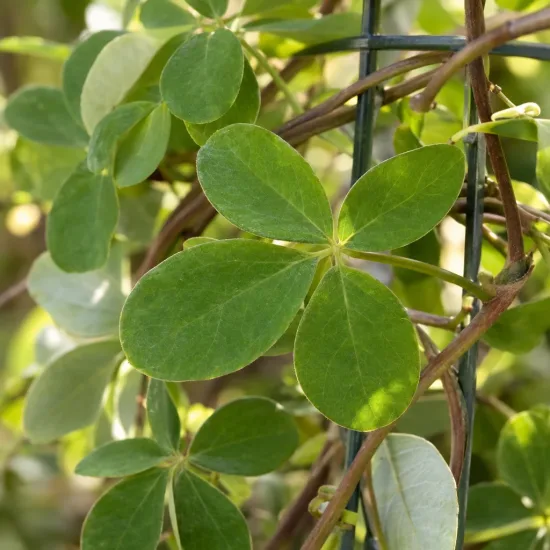 Akébie 'Cream form' (Akebia quinata) — feuilles composées vertes sur tiges grimpantes · Photo d'illustration