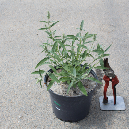 Arbre aux papillons Buzz ivoire