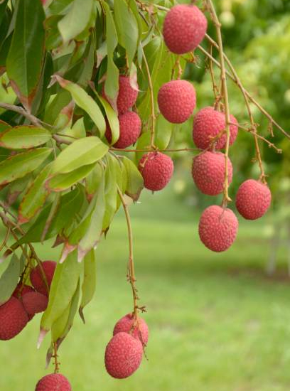 Litchi