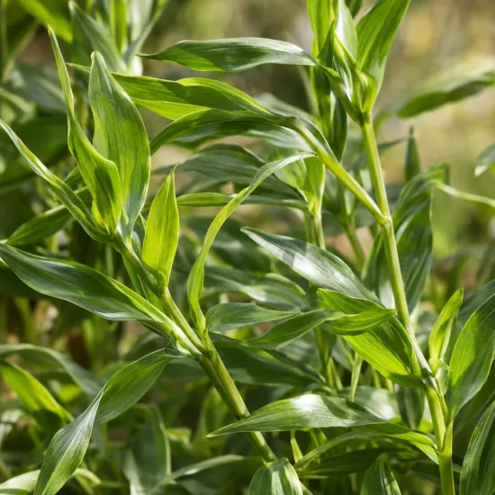 Alstrœmères (Alstroemeria) — gros plan de tiges dressées au feuillage vert · Photo d'illustration