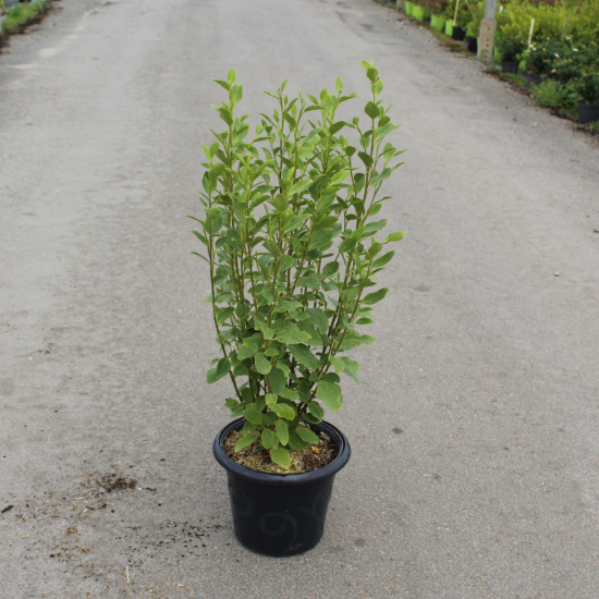 Griselinie du littoral