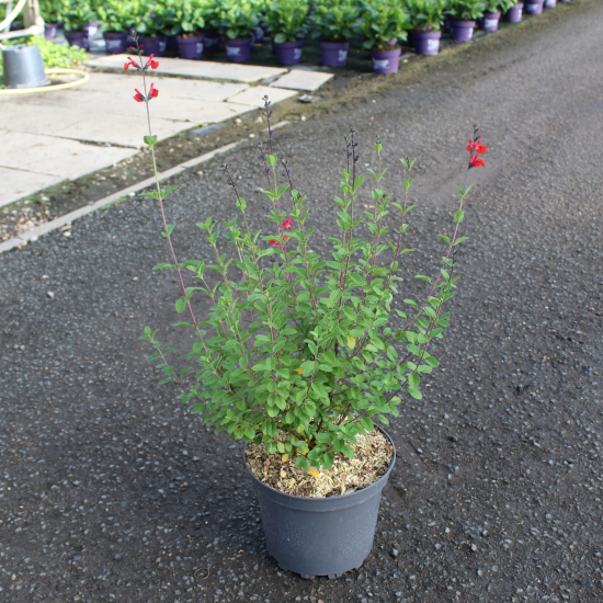 Sauge 'Royal bumble'