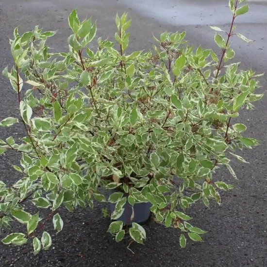 Cornouiller blanc 'Elegantissima' (Cornus alba) — arbuste variegé en pot sur sol asphalté · Pot 7.5L