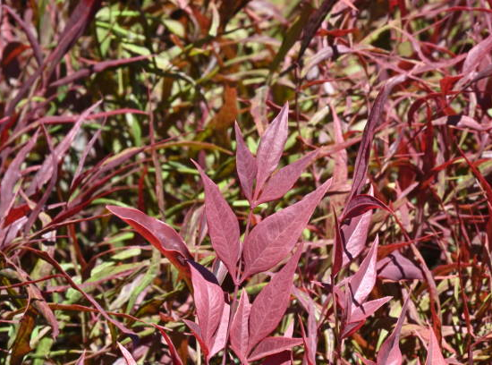 Bambou sacré 'Flirt murasaki'