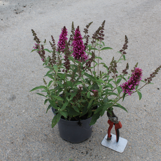 arbres à papillons Buzz hot raspberry