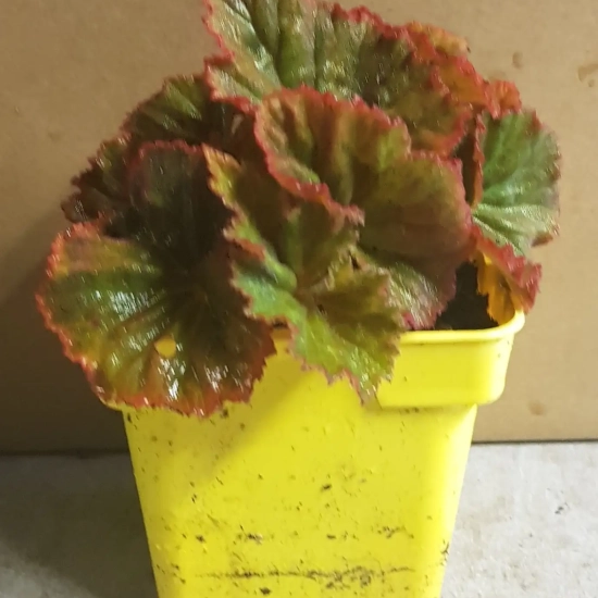 Bégonia parfumée 'Pink delight'