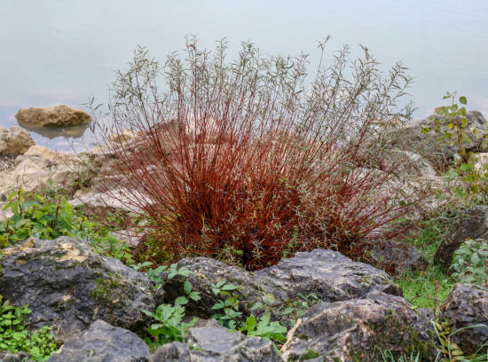 Saule japonais 'Mount aso'