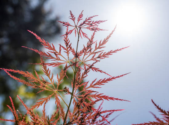Érable du japon 'Dissectum emerald lace'