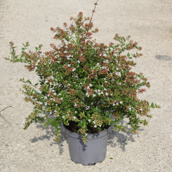 Abelia à grandes fleurs