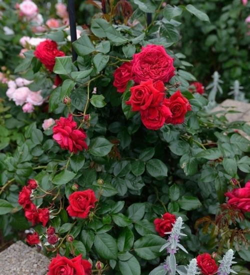 Rosier 'Republique de montmartre '