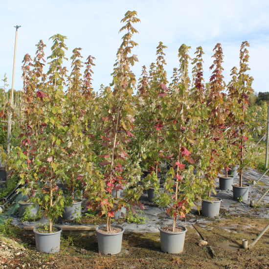 Érable rouge 'Autumn blaze'