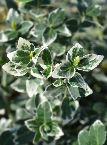 Fusain de fortune 'Emerald gaiety'