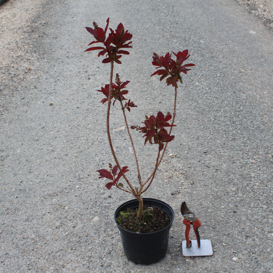 Arbre à perruque 'Grace'
