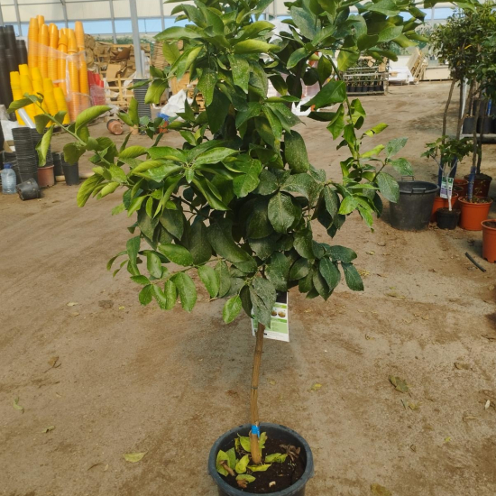 Citrus limon 'Eureka'