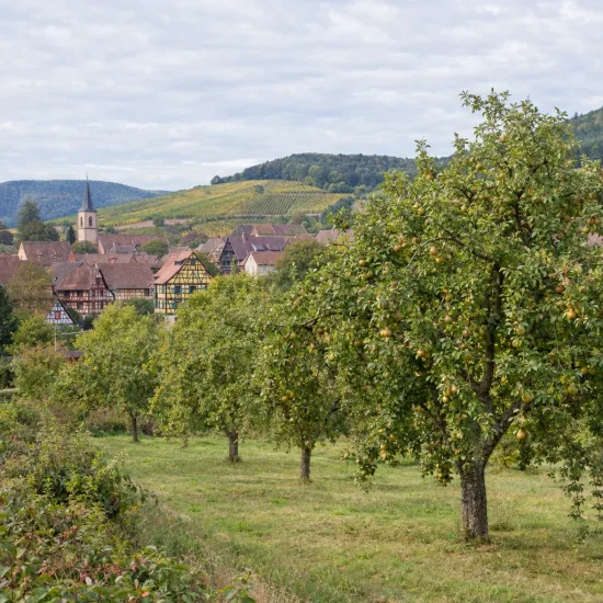 Pommier 'Perasse de nay' (Malus domestica) — verger d'arbres fruitiers devant un village · Photo d'illustration