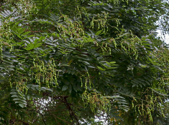 Sophora du japon pleureur 'Pendula'