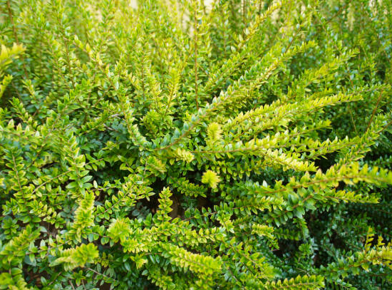 Chèvrefeuille arbustif