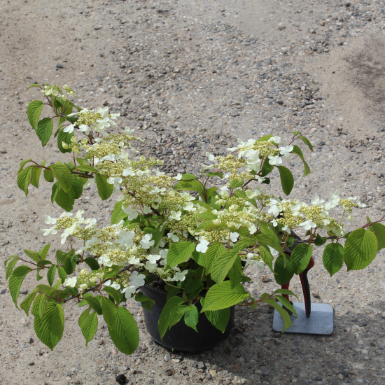 Viorne de chine 'Lanarth'