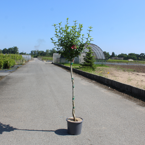 Althéa 'Woodbridge rge clair'