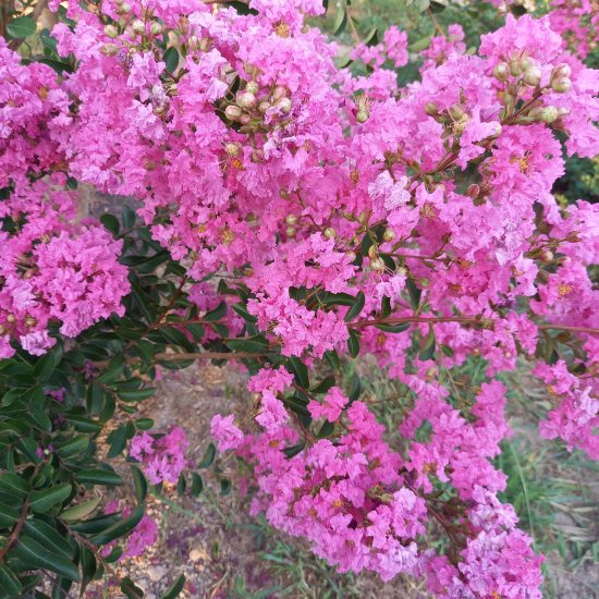 Lilas des indes 'Blanc et rose'