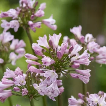 Agapanthe 'Poppin® pink'