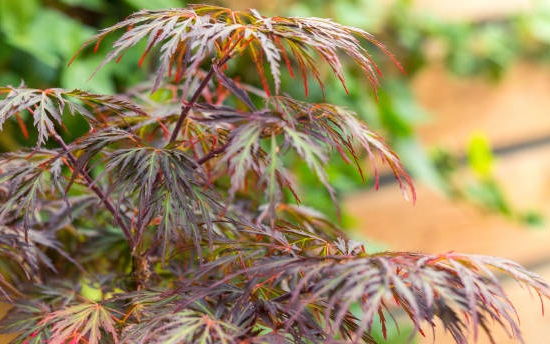 Érable du japon 'Ornatum'