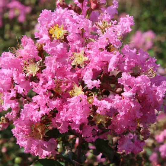 Lilas des indes 'Jeanne desmartis'