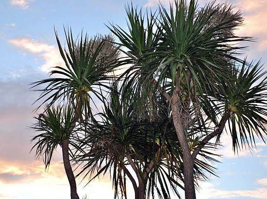 Drageonnier austral, Cordyline australienne
