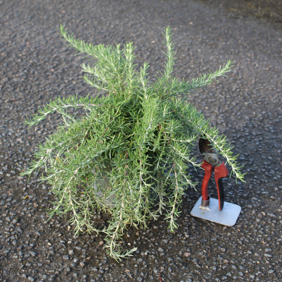 Romarin 'Pointe du raz'