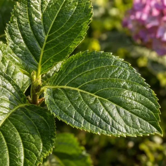 Hortensia 'Merveille' (Hydrangea macrophylla) — gros plan de grandes feuilles vertes nervurées · Photo d'illustration