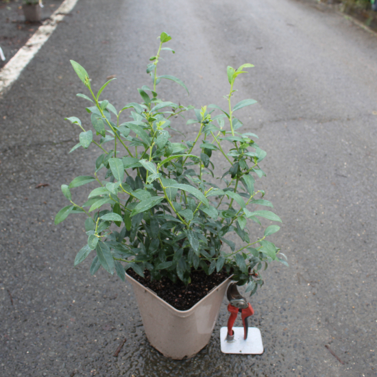 Myrtille arbustive 'Pink lemonade'