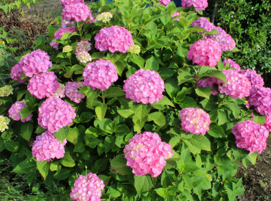 Hortensia 'Rosita rose'