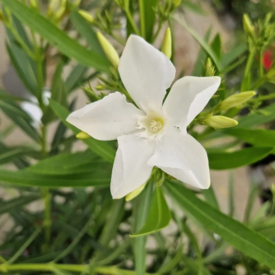 Laurier rose 'soeur Agnés'