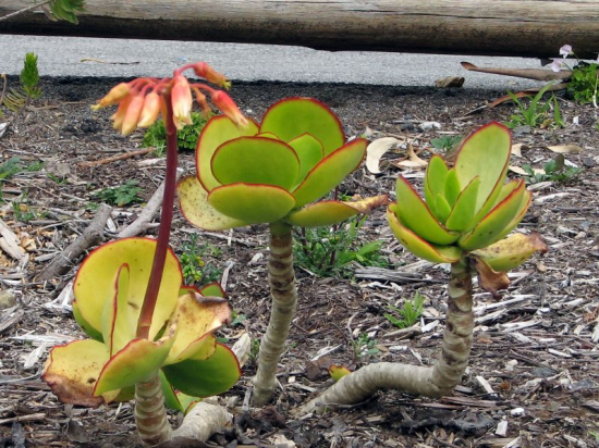 cotyledon 'Mint Truffles'