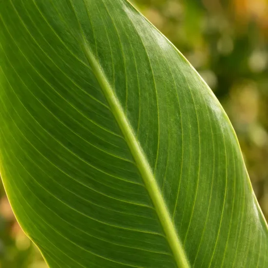 Canna — grand limbe de feuille verte en gros plan · Photo d'illustration