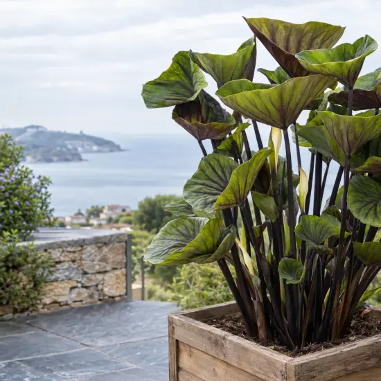 Colocasia 'Tea cup' (Colocasia esculenta) — grand feuillage vert foncé sur terrasse côtière