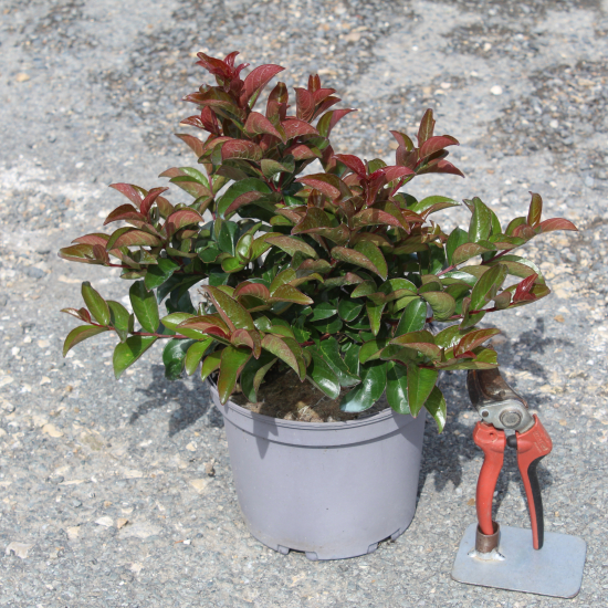 Lilas des indes 'Berry dazzle'