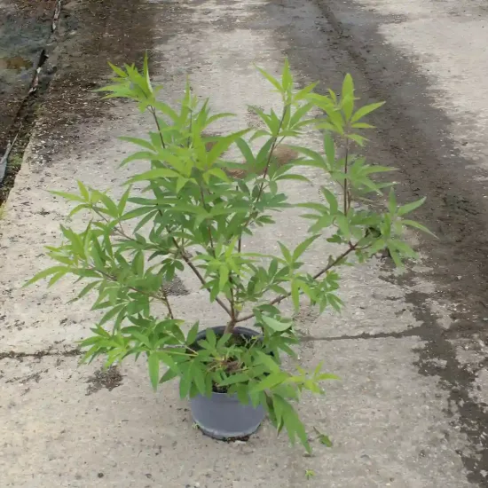 Arbre au poivre 'F latifolia' — Pot 3L